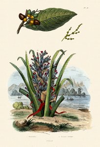 Anacardier, 1833-39 - French School